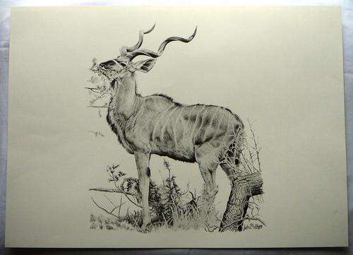 Kudu A Print by John Phillips