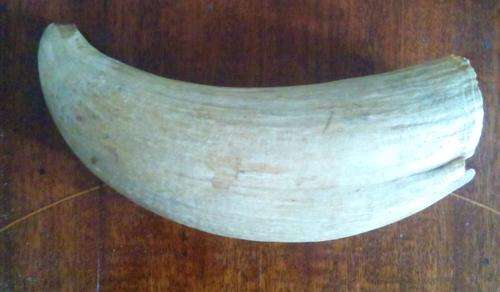 Spermwhale tooth ex Union whaling co. Durban.