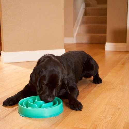 Slo-Bowl Feeder for Dogs