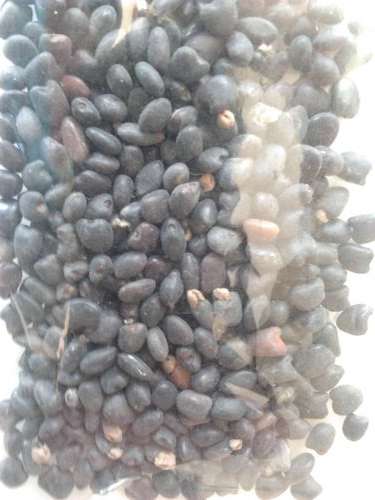 Tree lucerne seeds (200 pack)