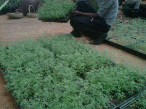 Tree lucerne seeds 1000 pack