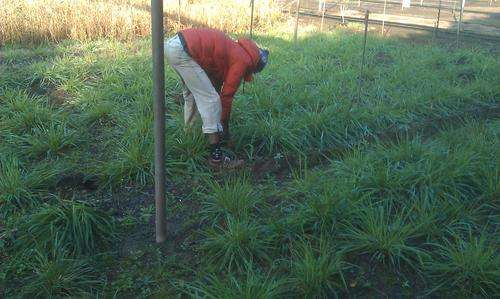 Russian Grass (Evergreen Grass for livestock) 1000 stems