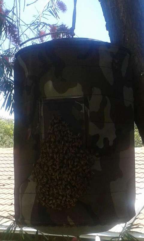 Bee Hive For hobby bee keeping And Bee Swarm Trapping