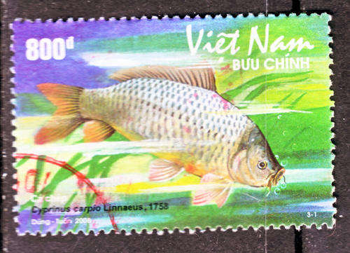 VIETNAM 2008 FISH Cyprinus carpro Linnacus POSTALLY USED