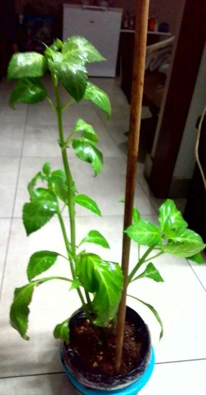 Salvia Divinorum plants and cuttings available.