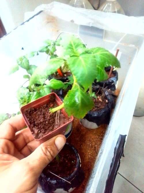 Salvia Divinorum