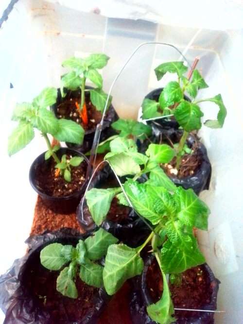 Salvia Divinorum