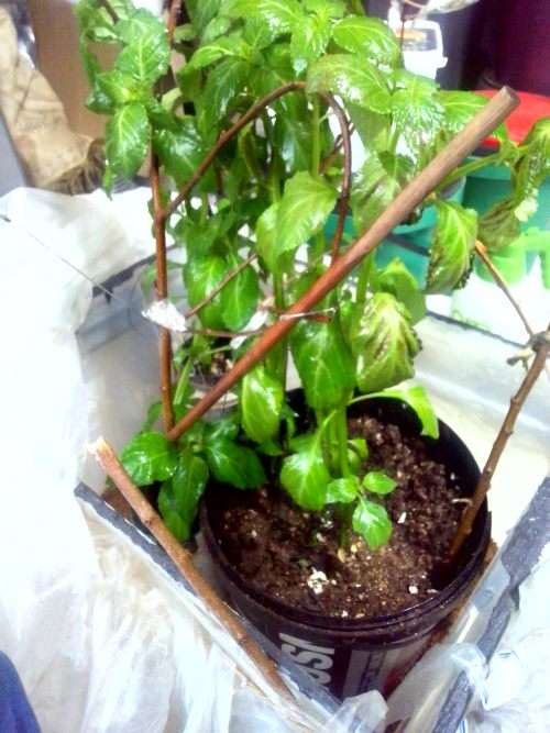 Salvia Divinorum