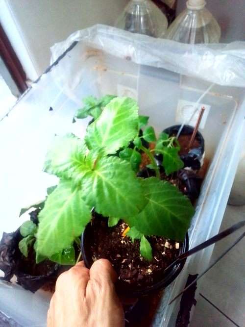 Salvia Divinorum