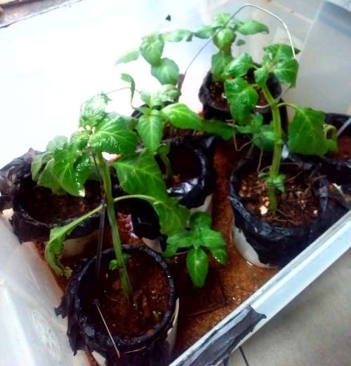 Salvia Divinorum