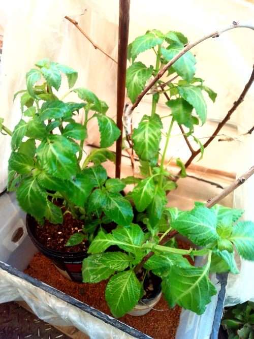 Salvia Divinorum plants newly rooted.