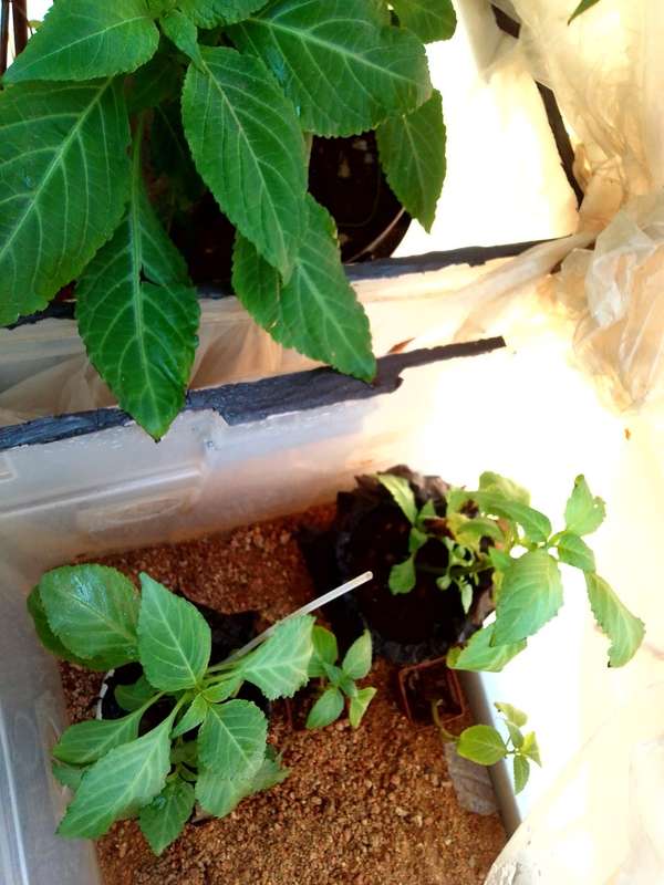 Salvia Divinorum plants and cuttings available.