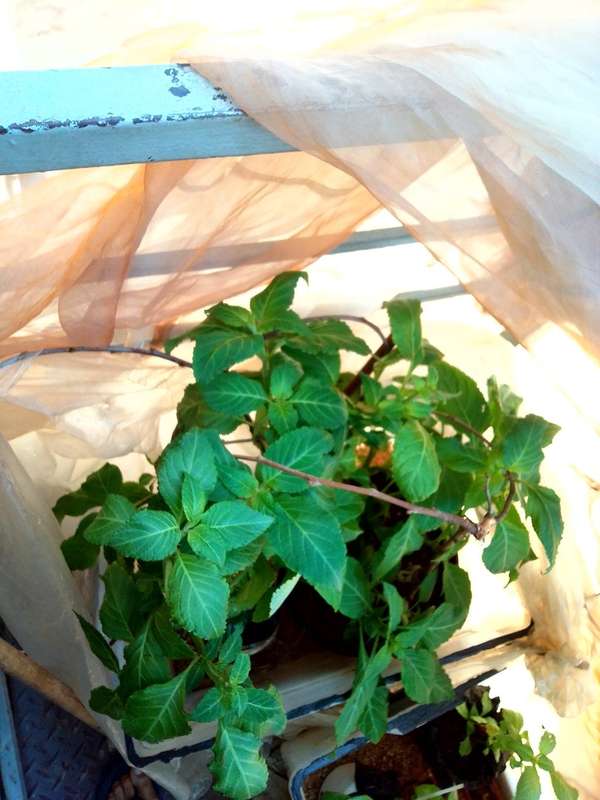 Salvia Divinorum plants and cuttings available.
