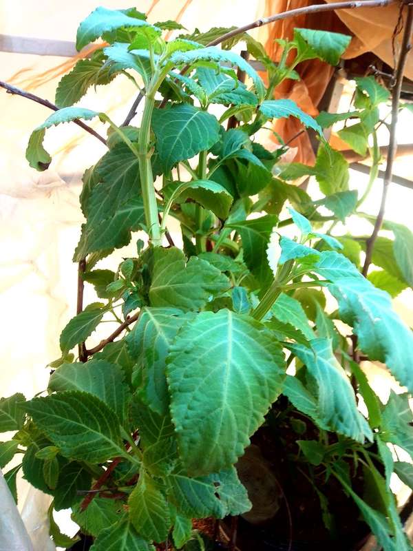 Salvia Divinorum plants and cuttings available.