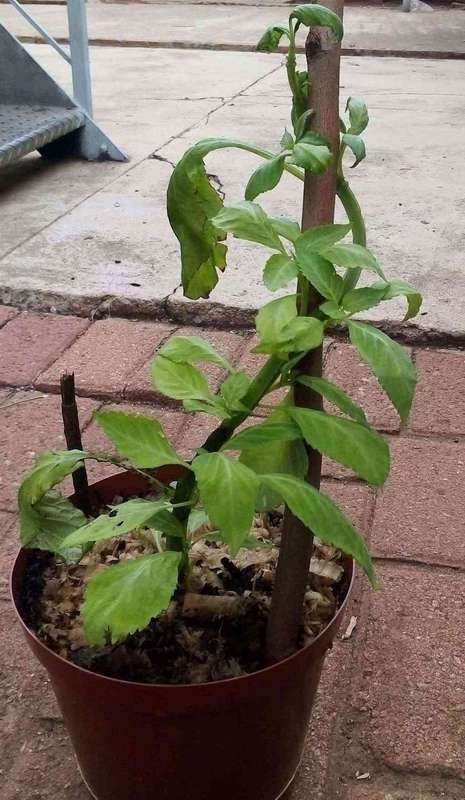 Salvia Divinorum plants newly rooted.