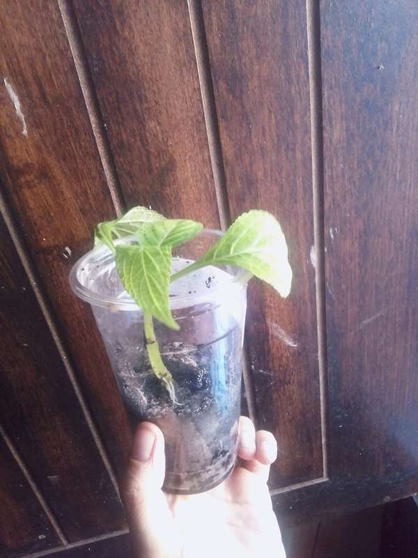 Salvia Divinorum cuttings and plants