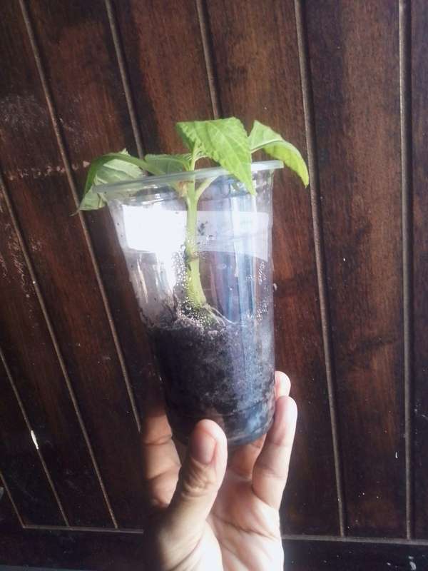 Salvia Divinorum cuttings and plants