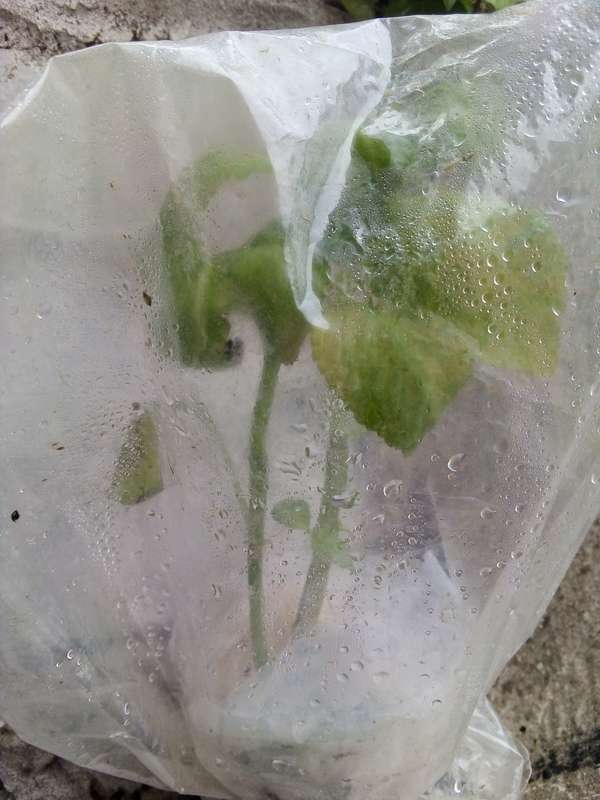 Salvia Divinorum cuttings and plants