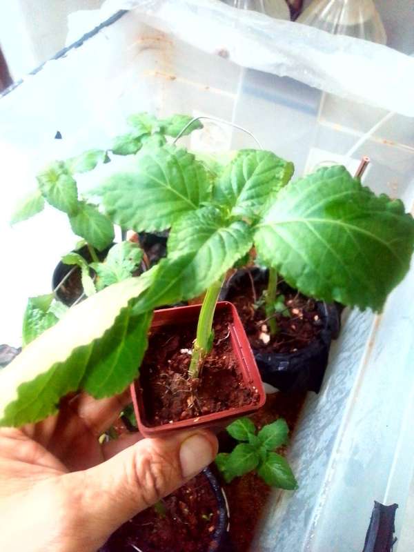 Salvia Divinorum cuttings and plants