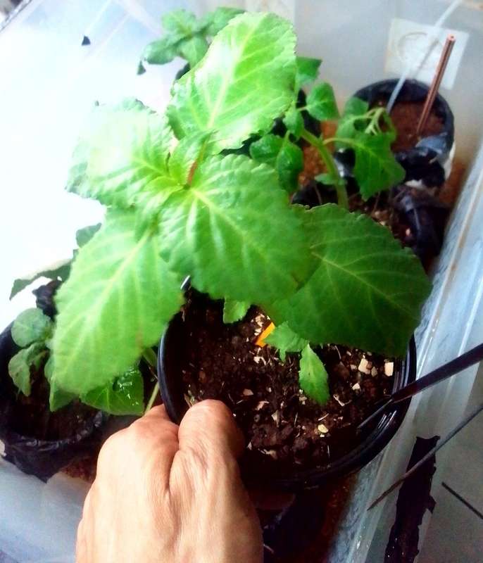 Salvia Divinorum cuttings and plants