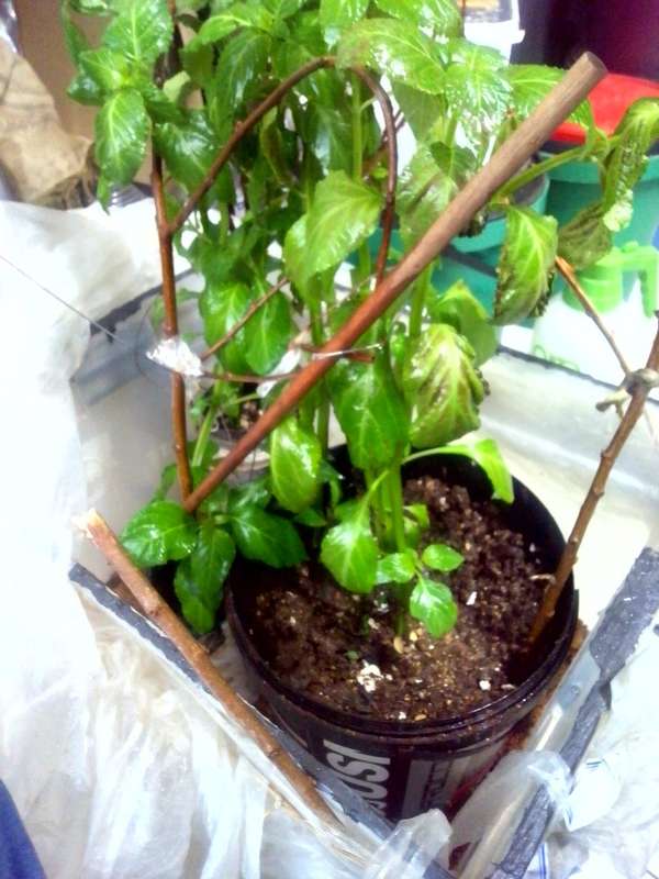 Salvia Divinorum cuttings and plants