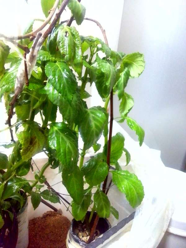 Salvia Divinorum cuttings and plants