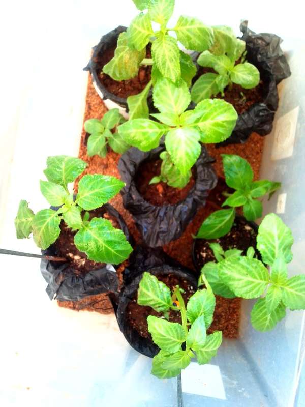 Salvia Divinorum cuttings and plants