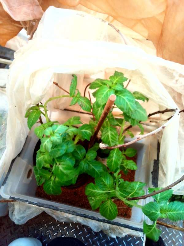 Salvia Divinorum cuttings and plants