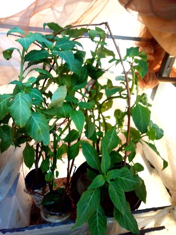 Salvia Divinorum cuttings and plants