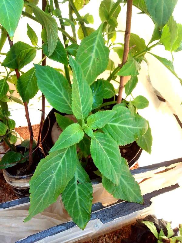 Salvia Divinorum cuttings and plants