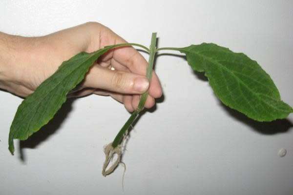 Salvia Divinorum cuttings and plants