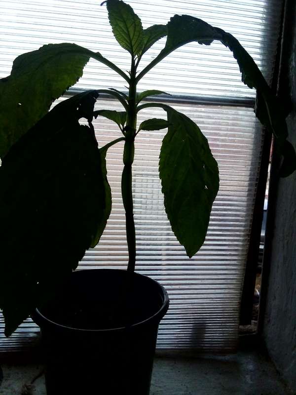 Salvia Divinorum plants newly rooted.