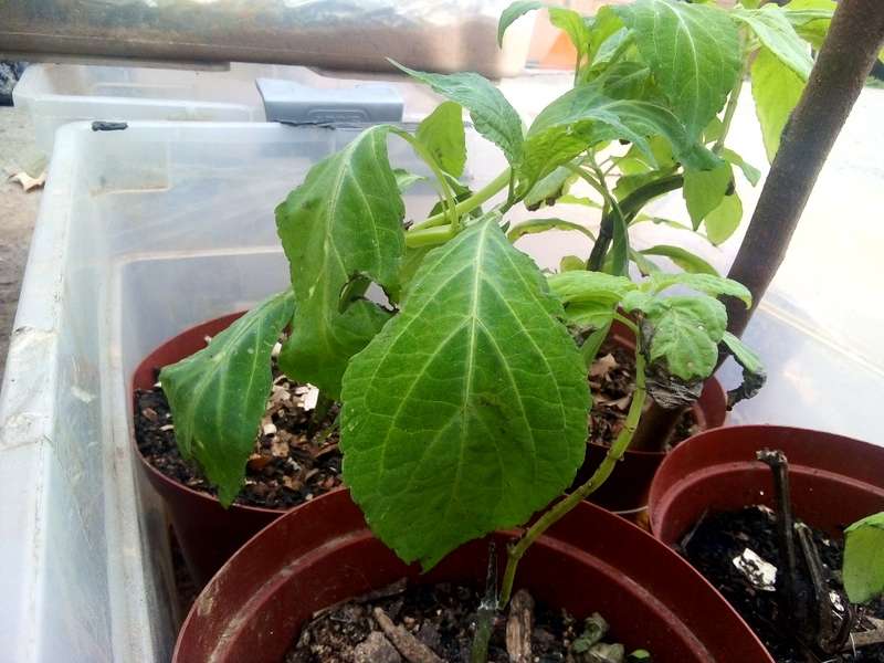 Salvia Divinorum cuttings and plants