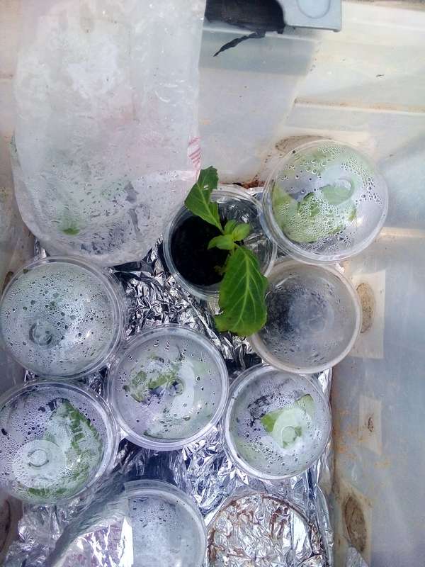 Salvia Divinorum plants newly rooted.