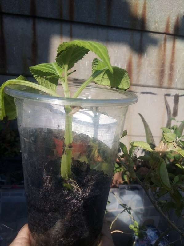 Salvia Divinorum cuttings and plants