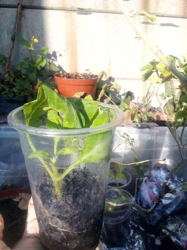 Salvia Divinorum plants newly rooted.