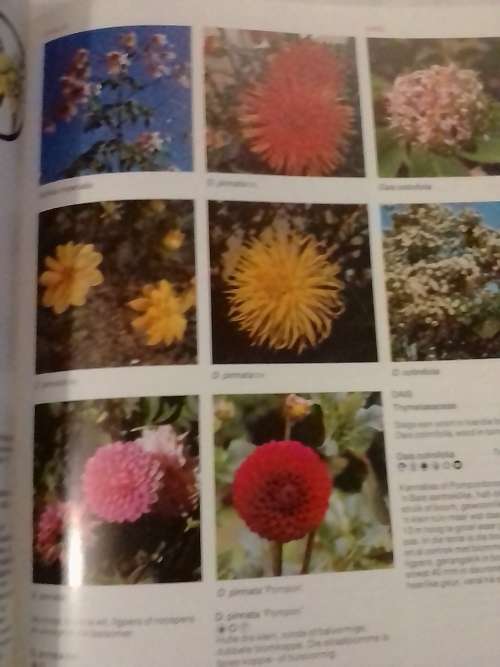 # `WATTER BLOM IS DIT?` - DEUR KRISTO PIENAAR - PLEASE READ BELOW FOR INFO