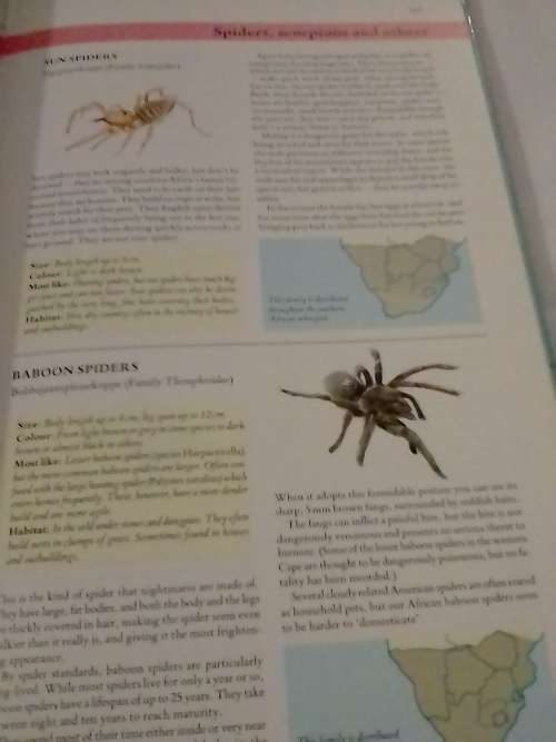 Southern Africa Wildlife, very good guide to our animals and more.