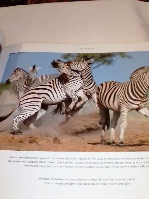 African wildlife themes by Richard Du Toit.