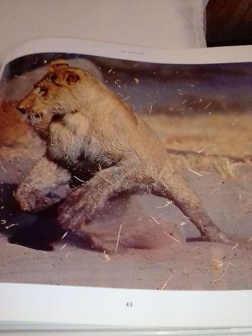 African wildlife themes by Richard Du Toit.