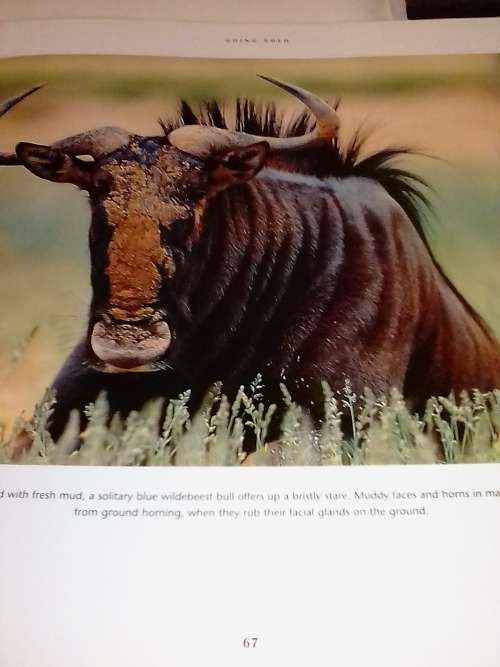 African wildlife themes by Richard Du Toit.