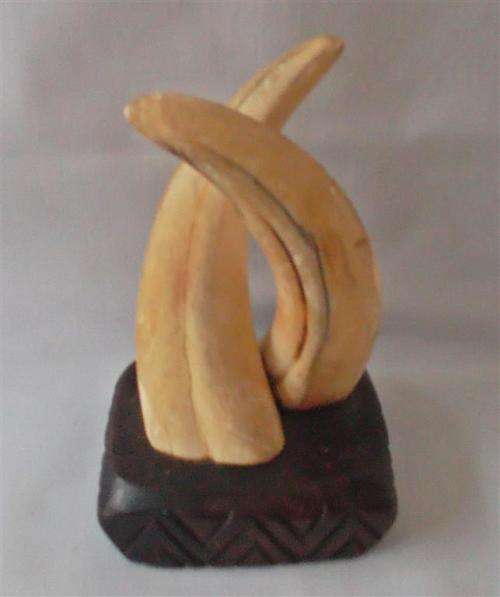 Warthog Ivory Tusks on Wood.