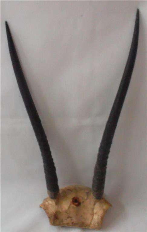 Springbuck Horns