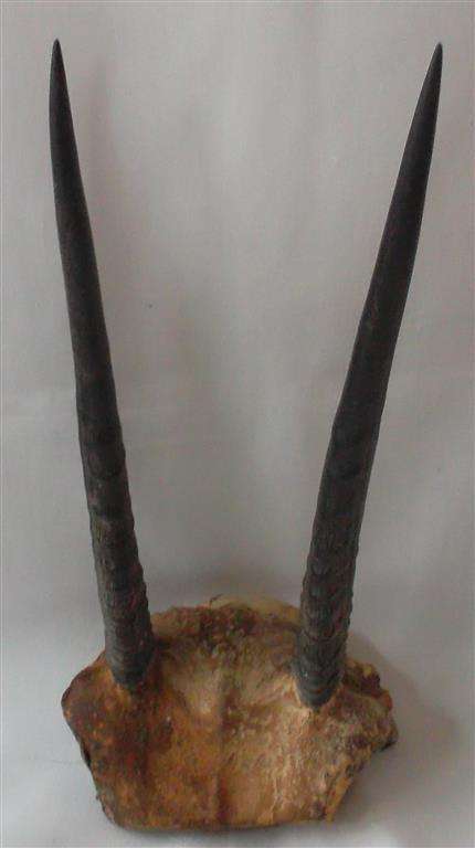Springbuck Horns
