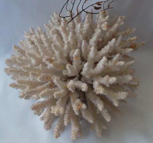 Large Natural Sea Coral