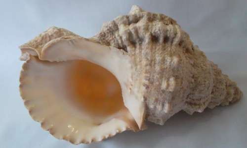 Large Bursa Bubo ( Frog )  Sea Shell