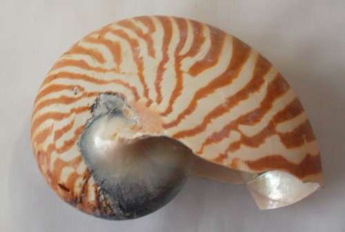 Nautilus  Sea Shell