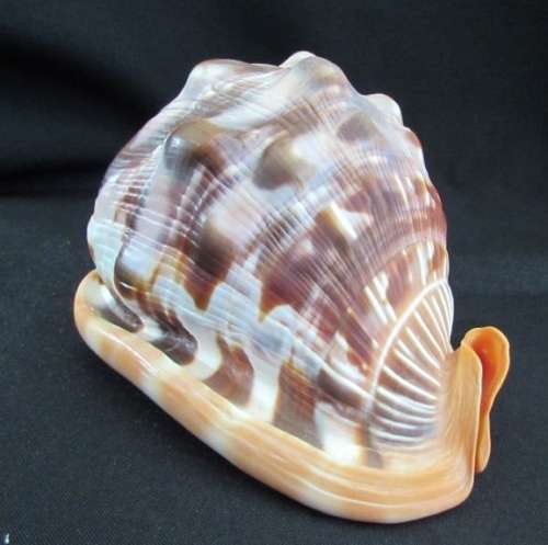 Big Spiral Sea Shell