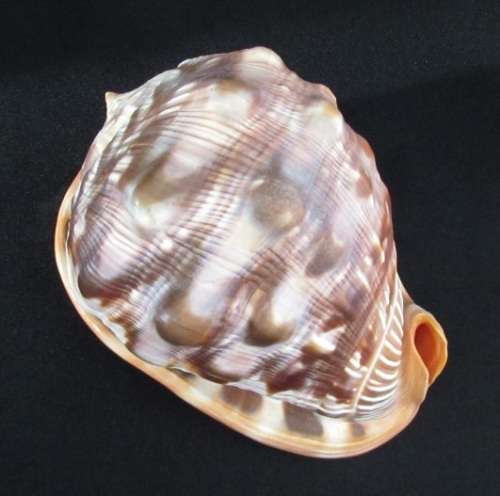Big Spiral Sea Shell