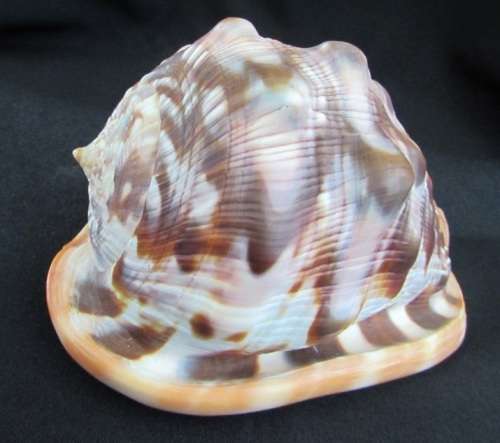 Big Spiral Sea Shell